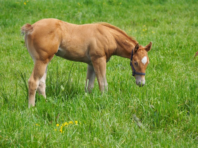 American Quarter Horse Stallion Foal (04/2024) 15,1 hh Champagne in Oostkapelle