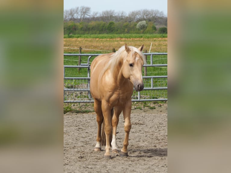 American Quarter Horse Stallion Foal (04/2024) 15,1 hh Champagne in Oostkapelle