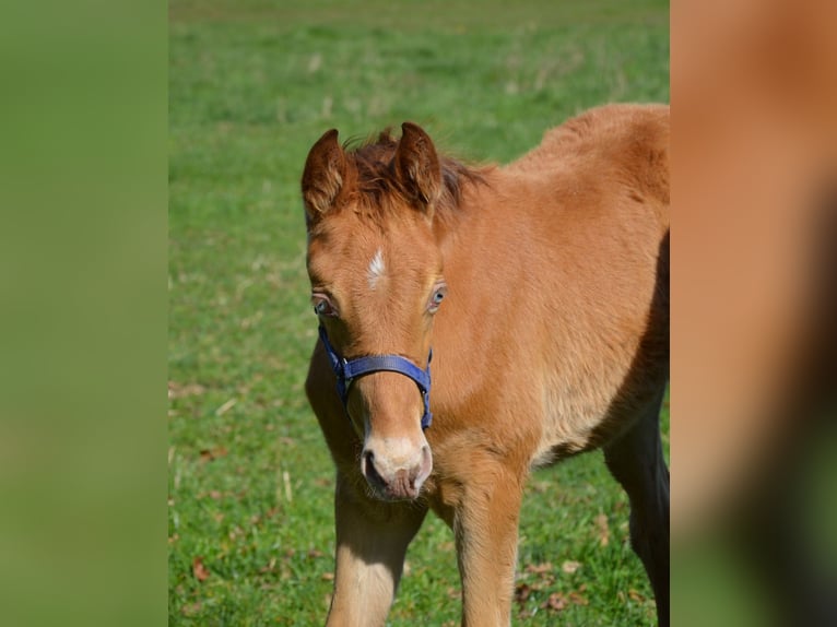 American Quarter Horse Stallion Foal (02/2026) 15.1 hh Champagne in Nordhorn