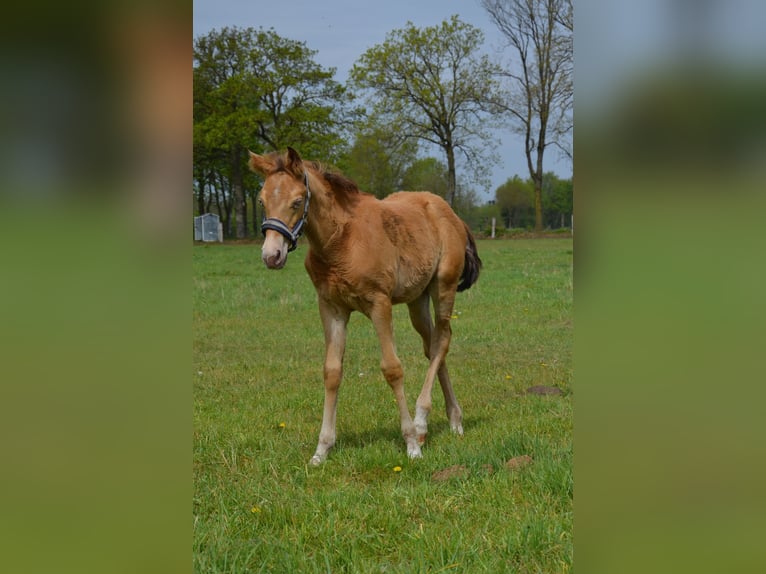 American Quarter Horse Stallion Foal (02/2026) 15.1 hh Champagne in Nordhorn