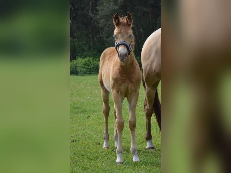 American Quarter Horse Stallion Foal (02/2026) 15.1 hh Champagne in Nordhorn