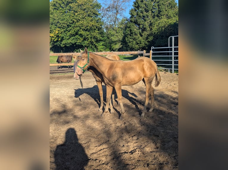 American Quarter Horse Stallion Foal (02/2026) 15.1 hh Champagne in Uplengen