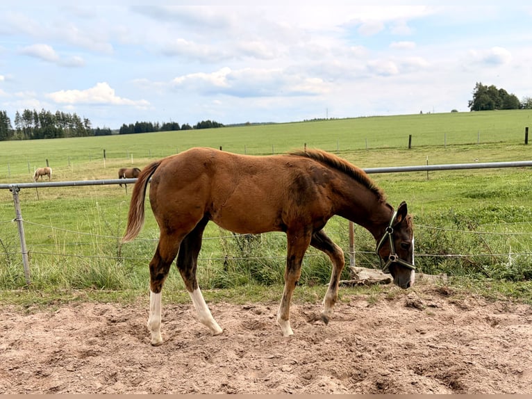 American Quarter Horse Stallion Foal (04/2026) 15.1 hh Chestnut in Helmbrechts