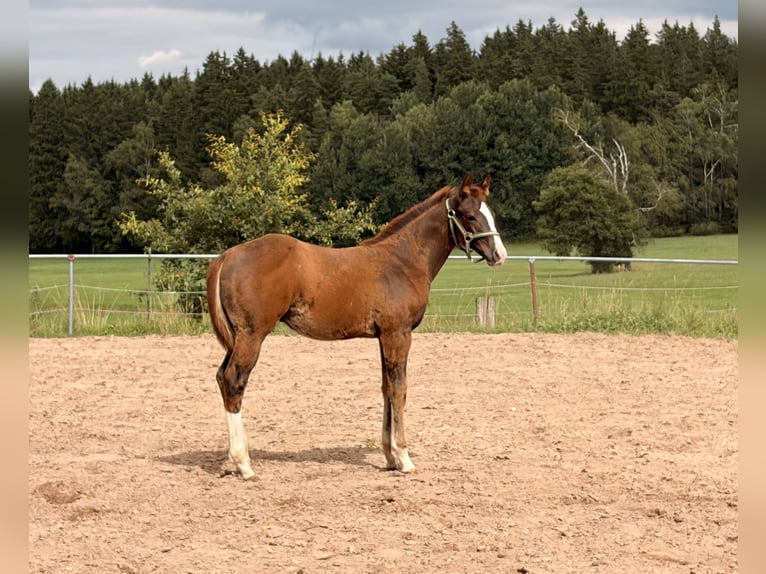 American Quarter Horse Stallion Foal (04/2026) 15.1 hh Chestnut in Helmbrechts