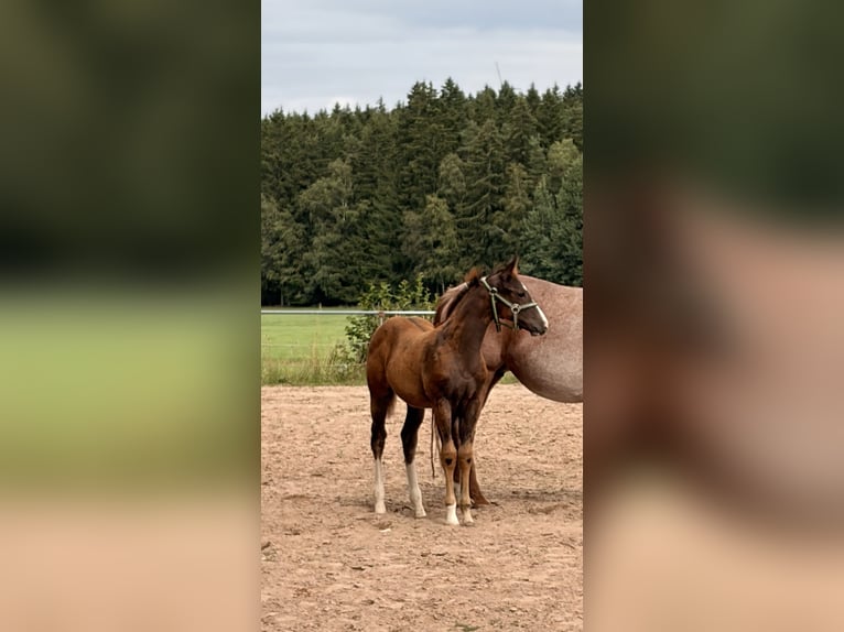 American Quarter Horse Stallion Foal (04/2026) 15.1 hh Chestnut in Helmbrechts