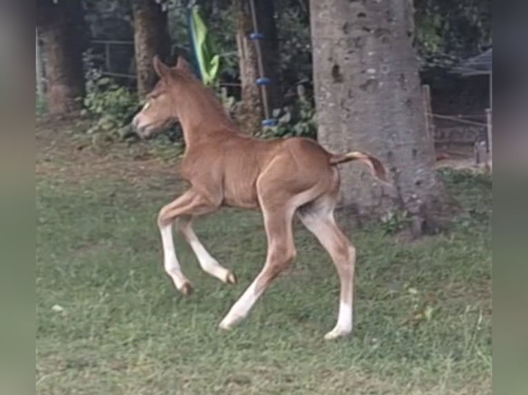 American Quarter Horse Stallion Foal (05/2026) 15.1 hh Chestnut-Red in Baumholder