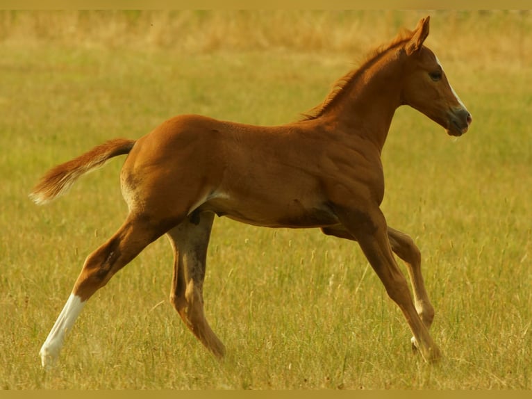 American Quarter Horse Stallion Foal (07/2026) 15.1 hh Chestnut in Alfter