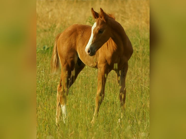American Quarter Horse Stallion Foal (07/2026) 15.1 hh Chestnut in Alfter