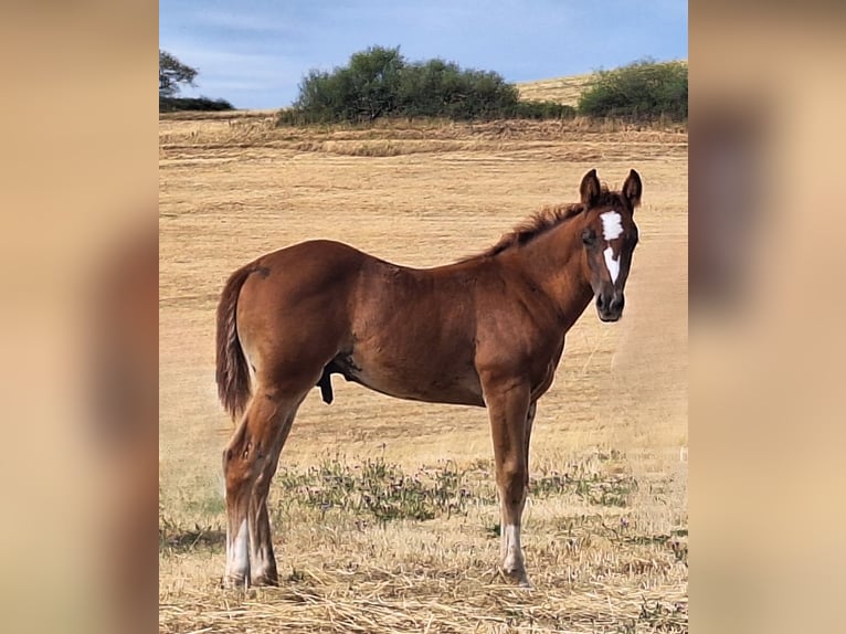 American Quarter Horse Stallion Foal (05/2026) 15.1 hh Chestnut in Baumholder