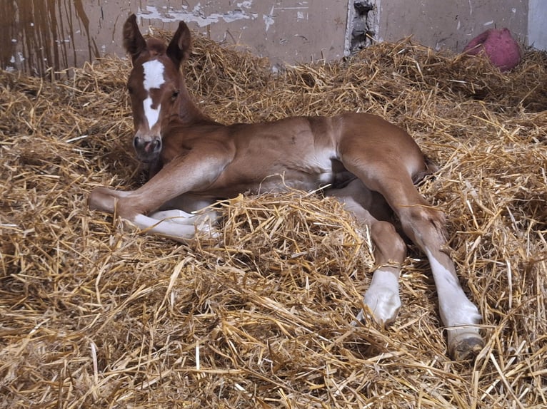 American Quarter Horse Stallion Foal (05/2026) 15.1 hh Chestnut in Baumholder