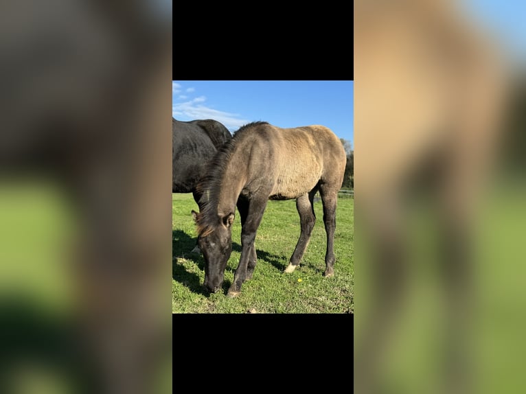 American Quarter Horse Stallion Foal (04/2024) 15,1 hh Grullo in Neuss