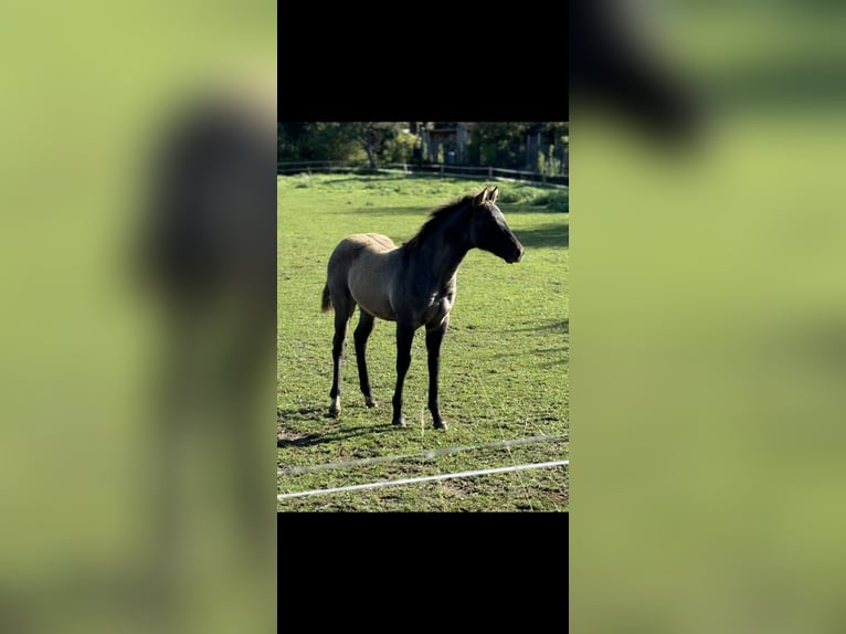 American Quarter Horse Stallion Foal (04/2024) 15,1 hh Grullo in Neuss