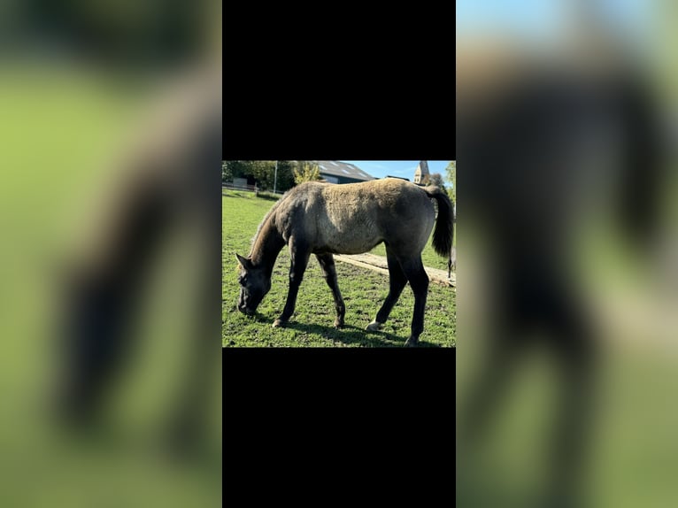 American Quarter Horse Stallion Foal (04/2024) 15,1 hh Grullo in Neuss