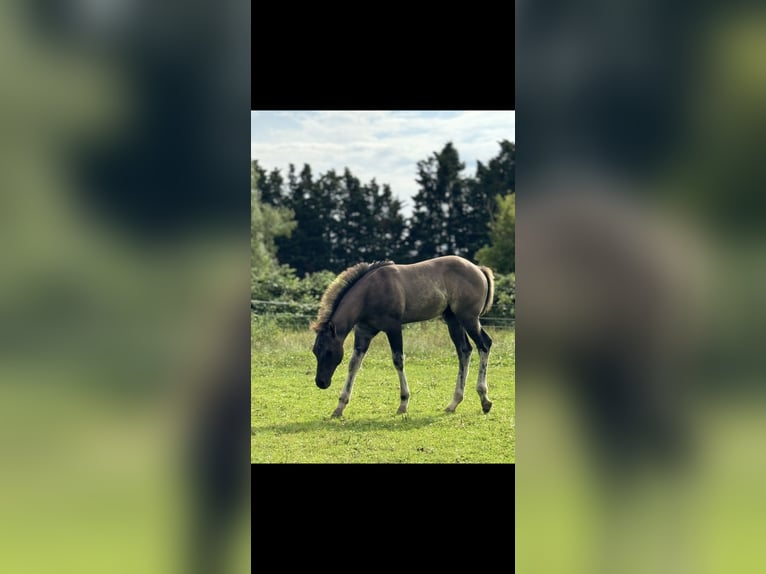 American Quarter Horse Stallion Foal (04/2024) 15,1 hh Grullo in Neuss