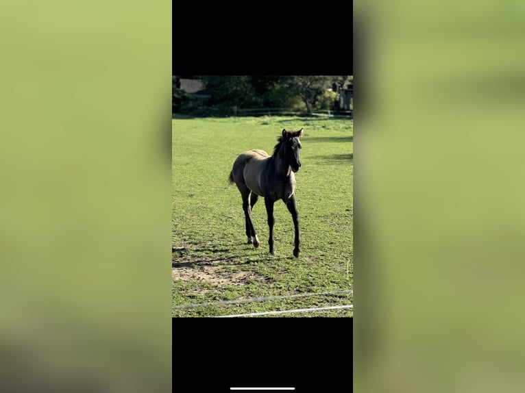 American Quarter Horse Stallion Foal (04/2024) 15,1 hh Grullo in Neuss