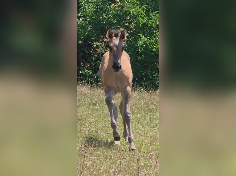 American Quarter Horse Stallion Foal (05/2026) 15.1 hh Grullo in Langenbach