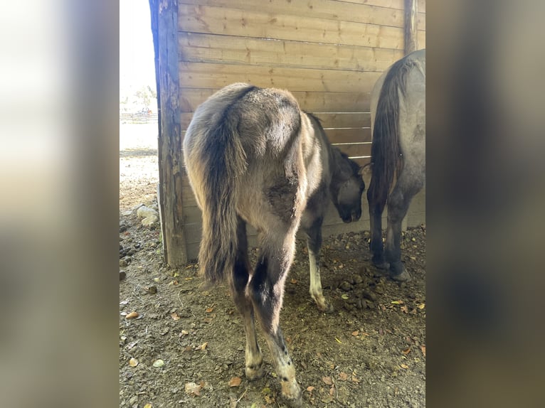 American Quarter Horse Stallion Foal (07/2026) 15.1 hh Grullo in OPI AQ