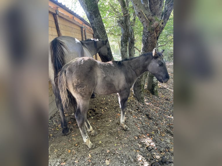 American Quarter Horse Stallion Foal (07/2026) 15.1 hh Grullo in OPI AQ