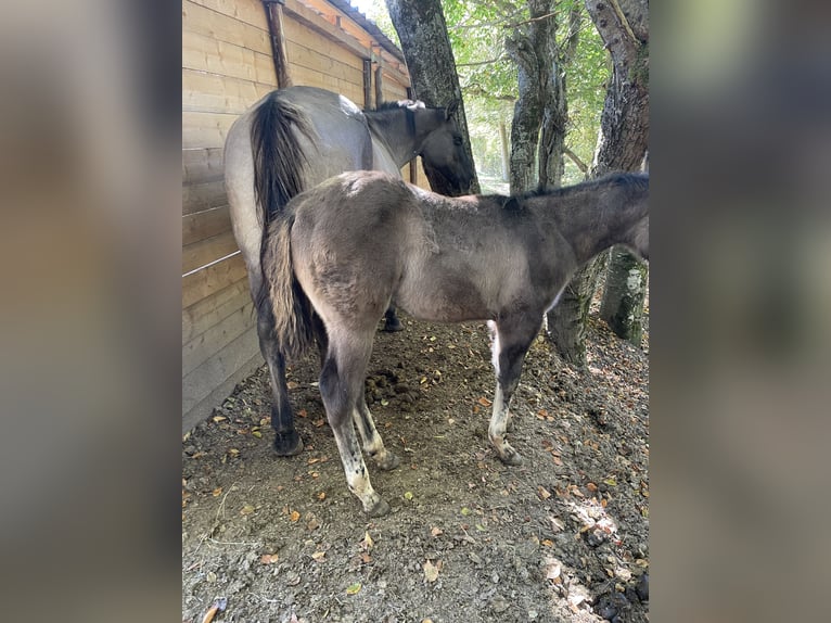 American Quarter Horse Stallion Foal (07/2026) 15.1 hh Grullo in OPI AQ