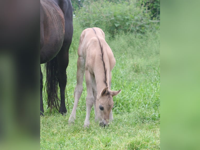 American Quarter Horse Stallion Foal (05/2024) 15,1 hh Grullo in Düsseldorf