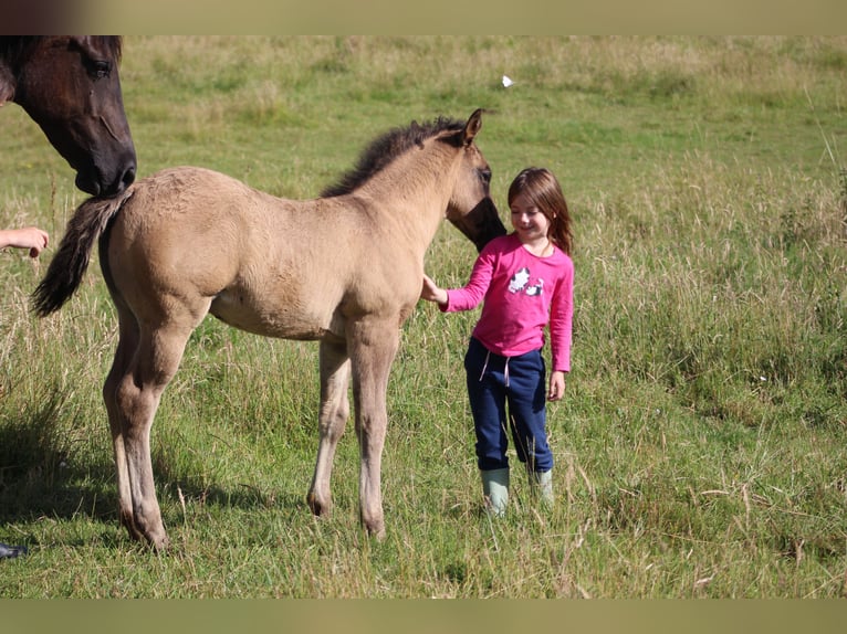 American Quarter Horse Stallion Foal (04/2026) 15.1 hh Roan-Blue in Soulgé-sur-Ouette