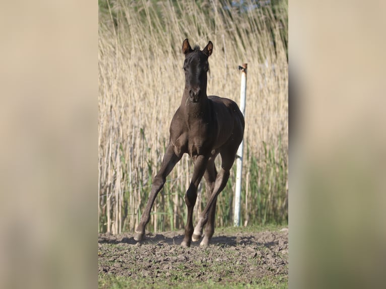 American Quarter Horse Stallion Foal (04/2024) 15,1 hh Roan-Blue in Börgerende-Rethwisch