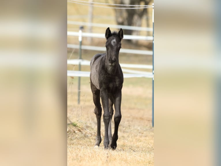 American Quarter Horse Stallion  15,1 hh Roan-Blue in Hernstein