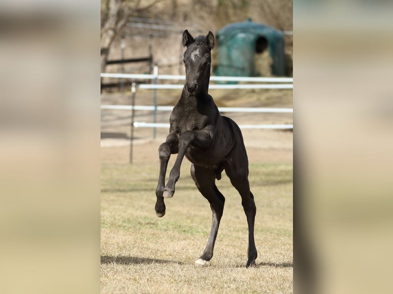 American Quarter Horse Stallion  15,1 hh Roan-Blue in Hernstein