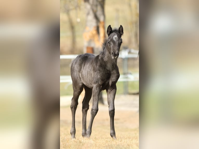 American Quarter Horse Stallion  15,1 hh Roan-Blue in Hernstein