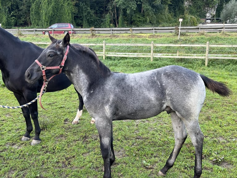 American Quarter Horse Stallion Foal (05/2024) 15,1 hh Roan-Blue in Bad Abbach