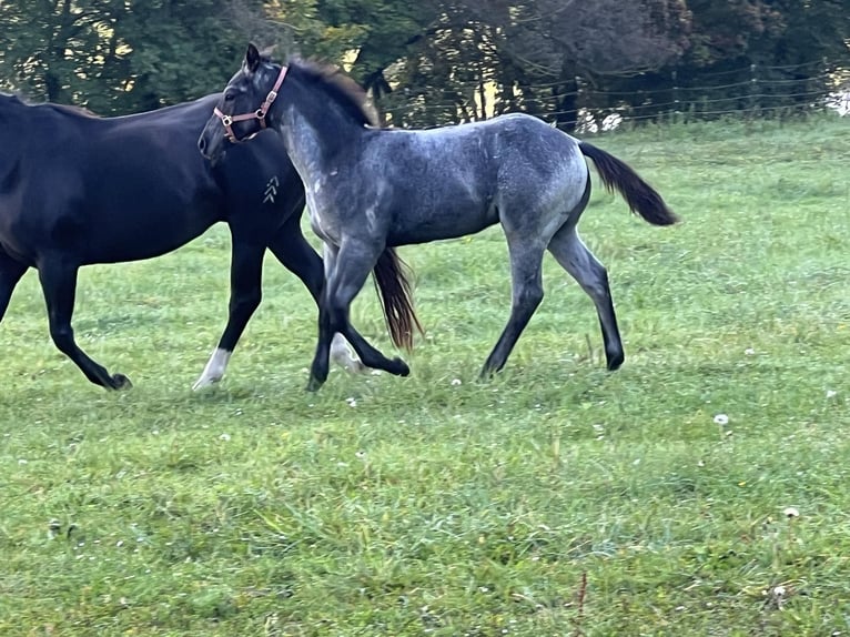 American Quarter Horse Stallion Foal (05/2024) 15,1 hh Roan-Blue in Bad Abbach