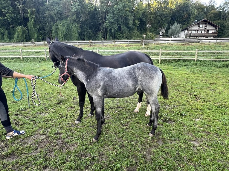 American Quarter Horse Stallion Foal (05/2024) 15,1 hh Roan-Blue in Bad Abbach