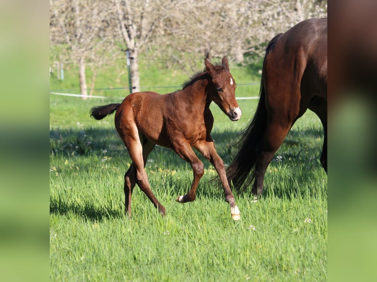 American Quarter Horse Stallion Foal (03/2026) 15.2 hh Brown in Rosenfeld