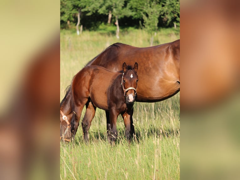 American Quarter Horse Stallion Foal (03/2026) 15.2 hh Brown in Rosenfeld