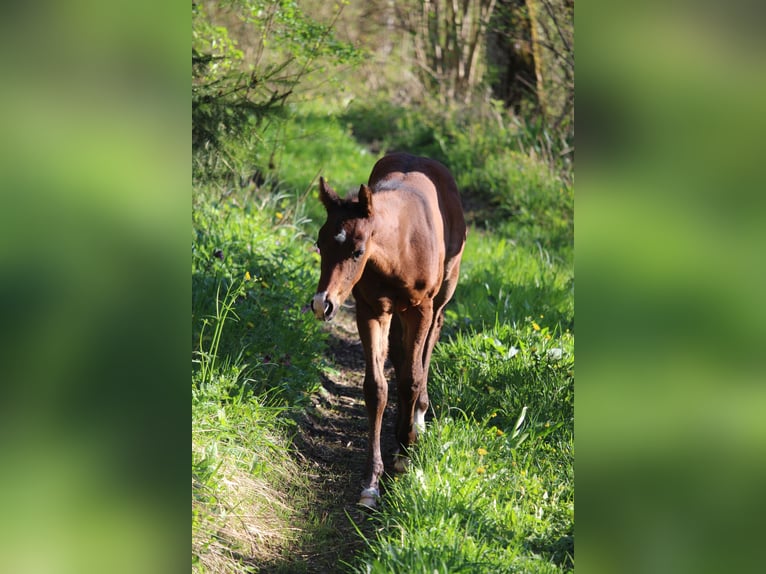 American Quarter Horse Stallion Foal (03/2026) 15.2 hh Brown in Rosenfeld