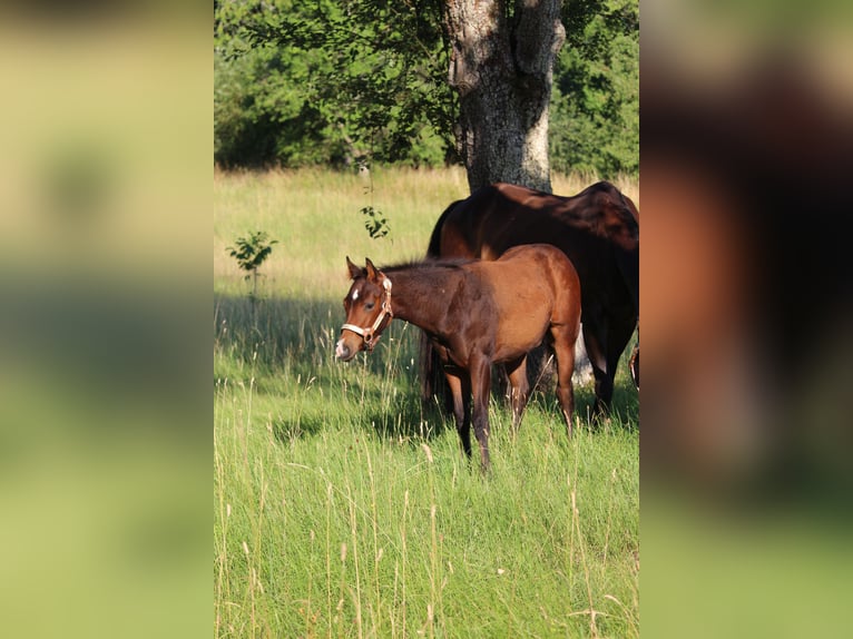 American Quarter Horse Stallion Foal (03/2026) 15.2 hh Brown in Rosenfeld