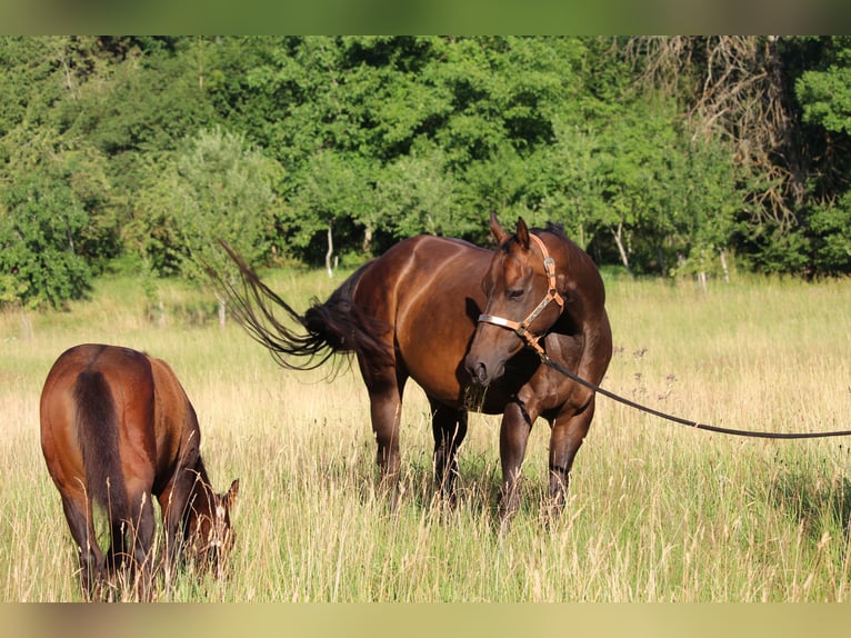 American Quarter Horse Stallion Foal (03/2026) 15.2 hh Brown in Rosenfeld