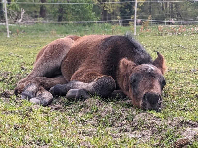 American Quarter Horse Stallion Foal (04/2024) 15,2 hh Brown in Mittenwalde