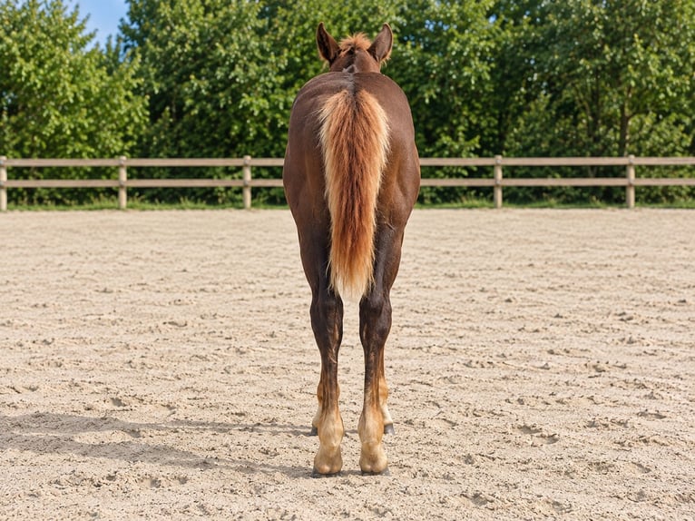 American Quarter Horse Stallion Foal (05/2026) 15.2 hh Chestnut in Steinbeck