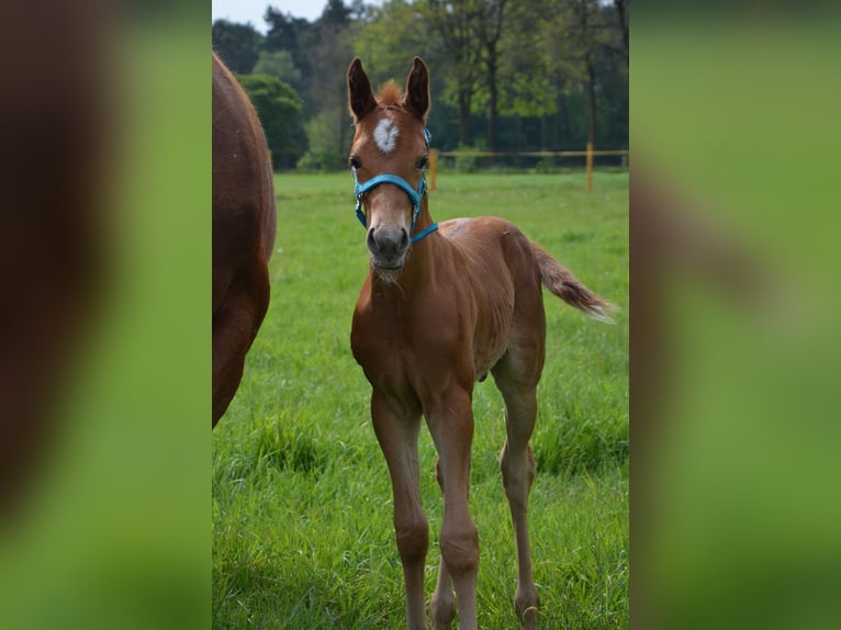 American Quarter Horse Stallion Foal (04/2026) 15.2 hh Chestnut-Red in Nordhorn