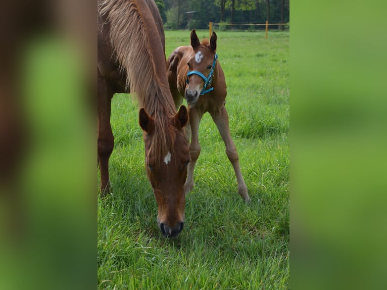 American Quarter Horse Stallion Foal (04/2026) 15.2 hh Chestnut-Red in Nordhorn