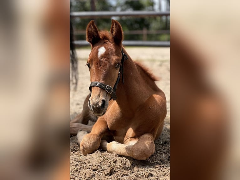 American Quarter Horse Stallion Foal (06/2024) 15,2 hh Chestnut-Red in Midwolde