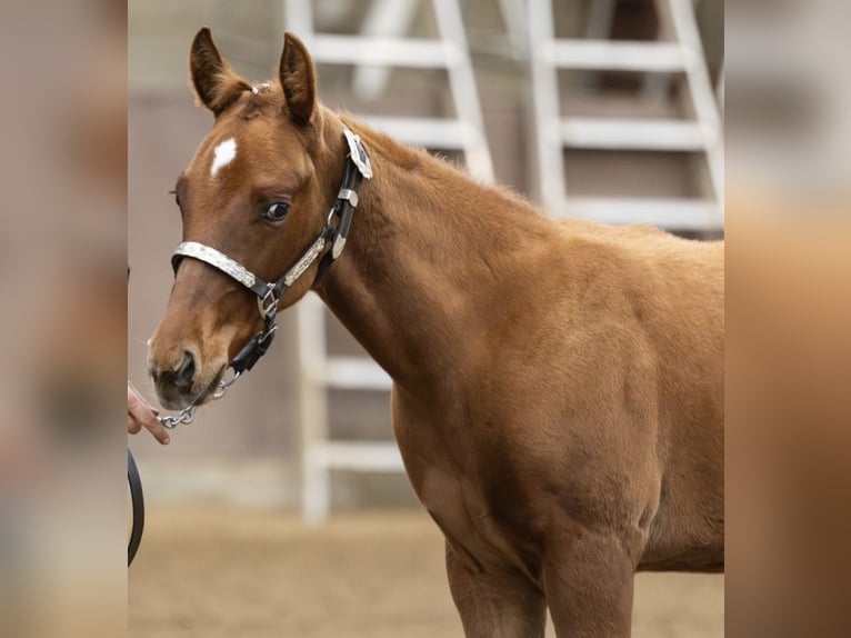 American Quarter Horse Stallion Foal (06/2024) 15,2 hh Chestnut-Red in Midwolde