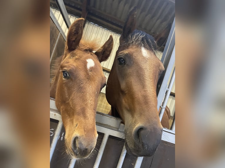 American Quarter Horse Stallion Foal (06/2024) 15,2 hh Chestnut-Red in Midwolde