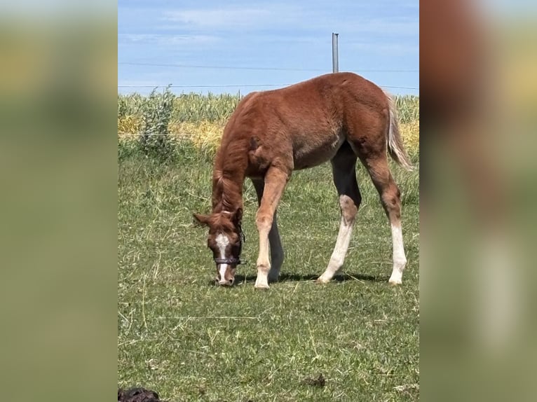 American Quarter Horse Stallion Foal (03/2025) 15,2 hh Chestnut-Red in Kirchendemenreuth