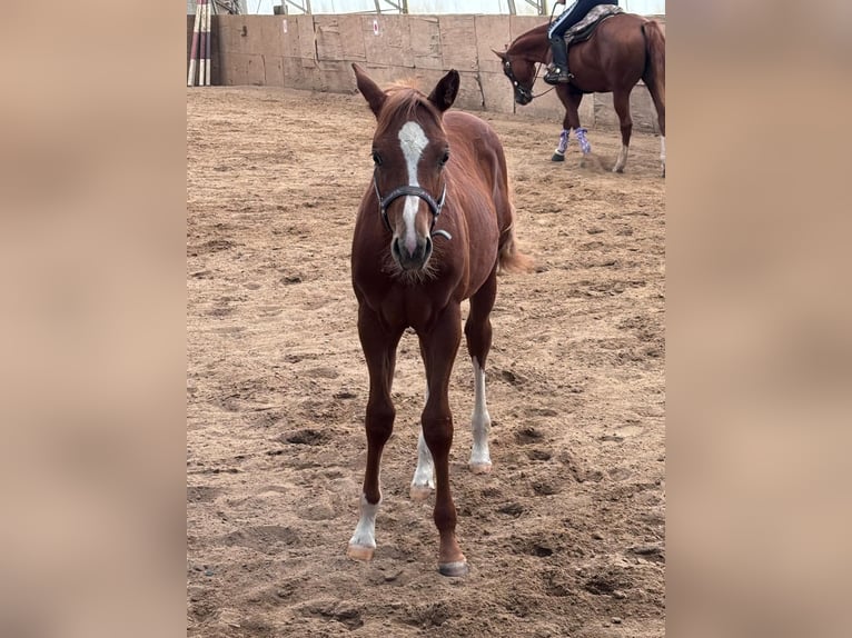 American Quarter Horse Stallion Foal (03/2025) 15,2 hh Chestnut-Red in Kirchendemenreuth