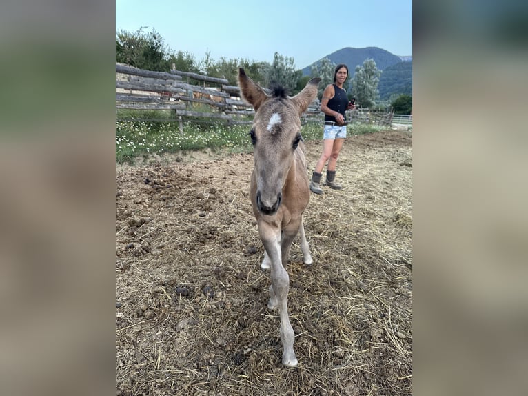 American Quarter Horse Stallion Foal (07/2026) 15.2 hh Grullo in Opi