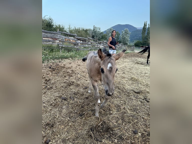 American Quarter Horse Stallion Foal (07/2026) 15.2 hh Grullo in Opi