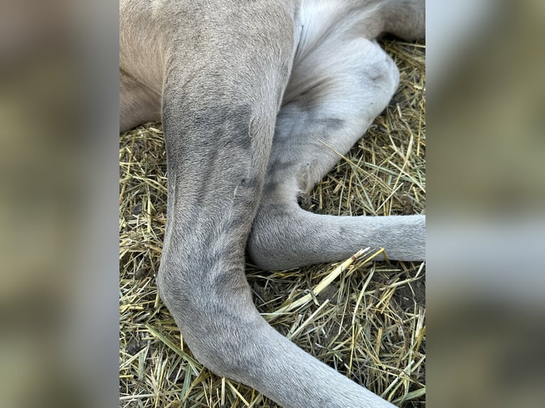 American Quarter Horse Stallion Foal (07/2026) 15.2 hh Grullo in Opi