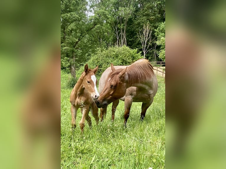 American Quarter Horse Stallion Foal (05/2026) 15.2 hh  in Steinbeck